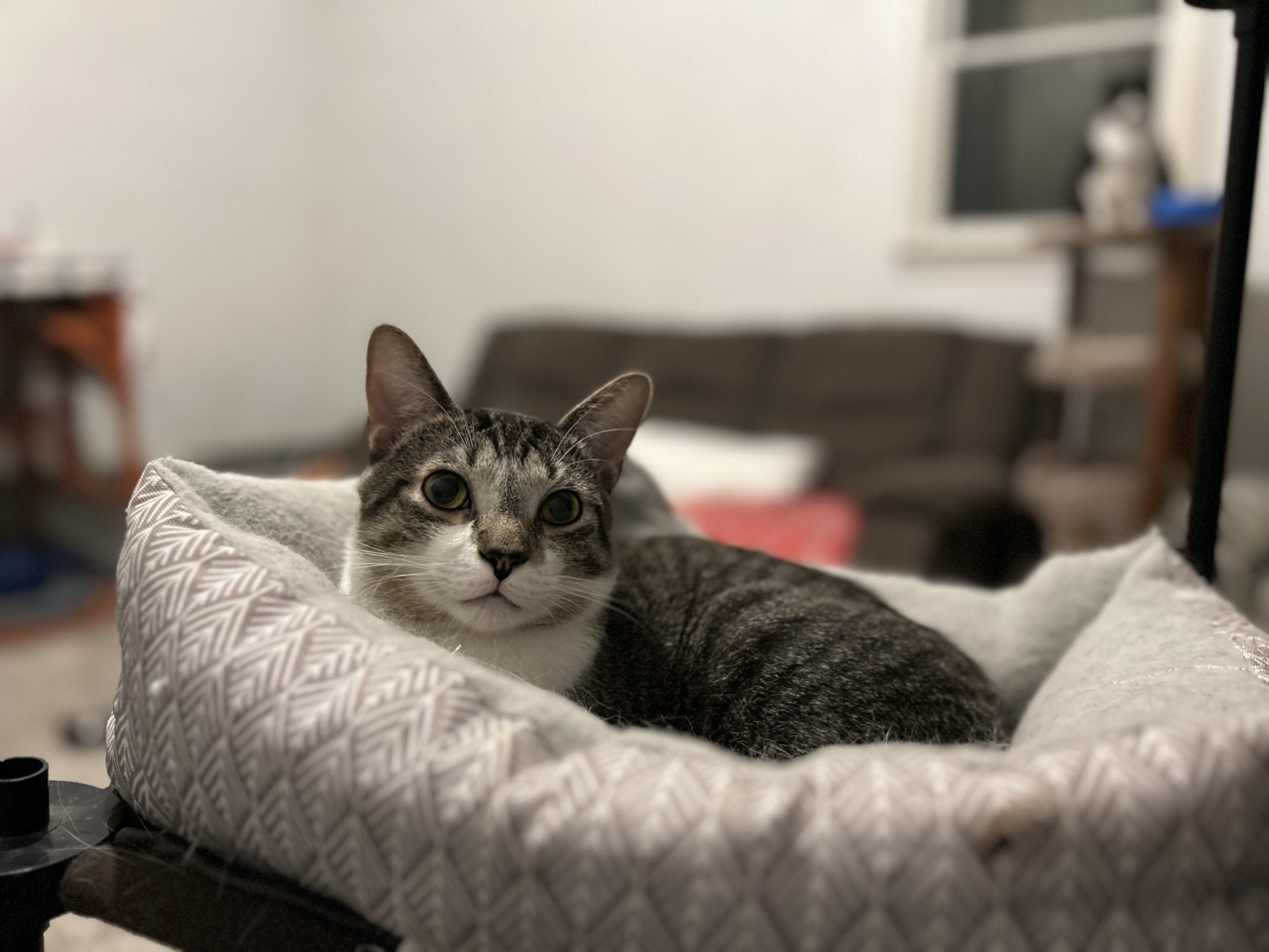 Enlarge LionBlaze-Destroyer of Mice, a Adoptable Domestic Short Hair in Akron, OH image 2/2