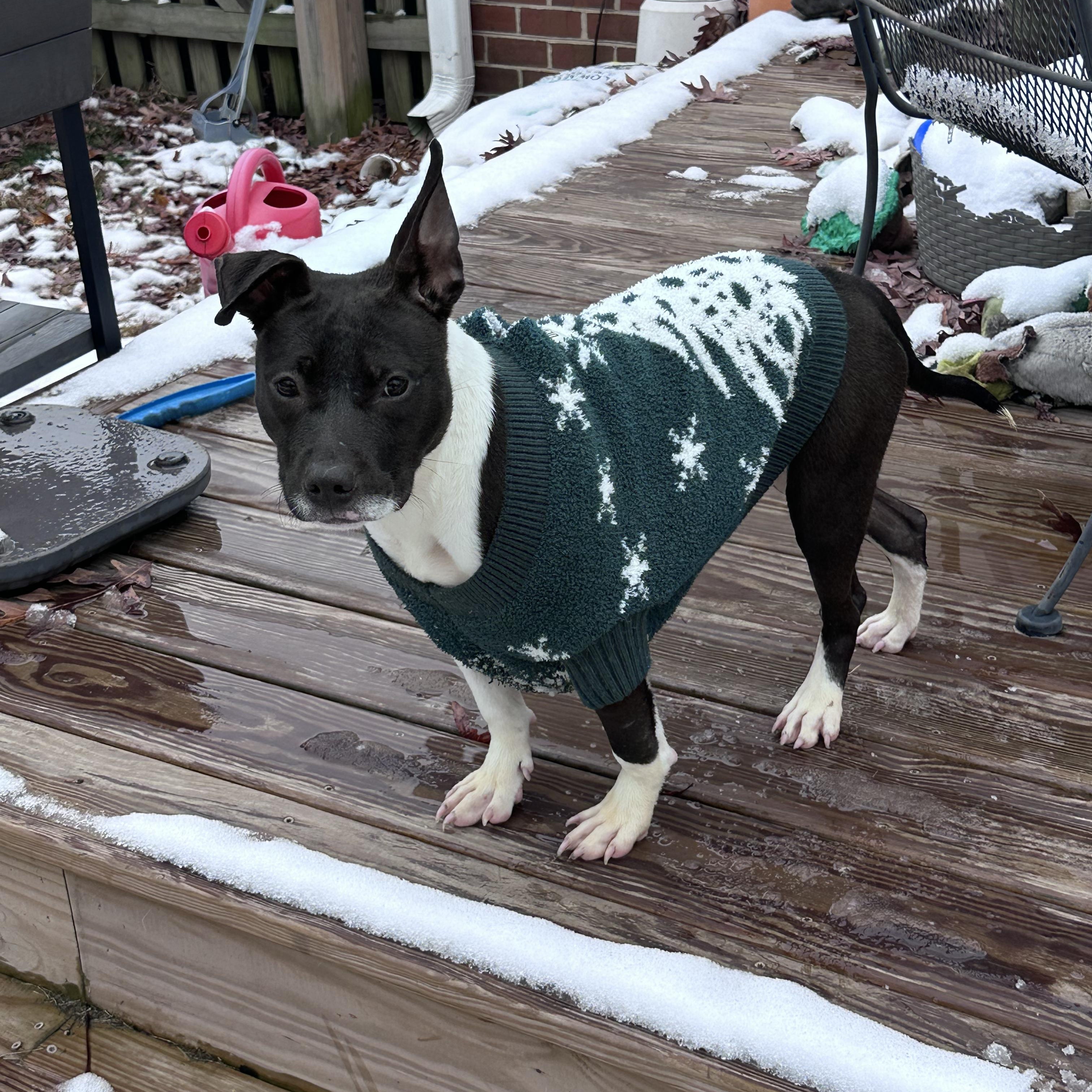 Enlarge Christmas, a Adoptable mixed breed in Richmond, VA image 1/6