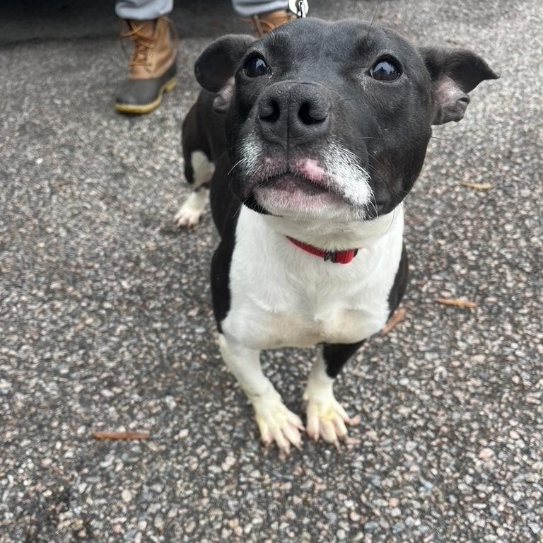 Enlarge Christmas, a Adoptable mixed breed in Richmond, VA image 3/6