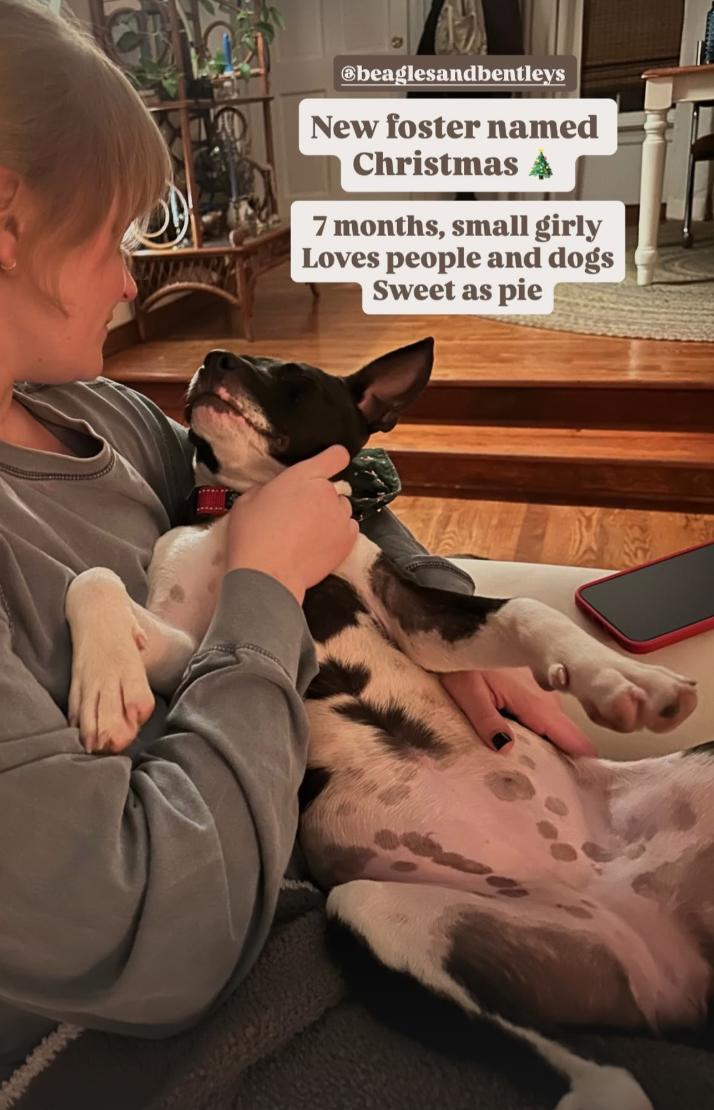 Enlarge Christmas, a Adoptable mixed breed in Richmond, VA image 2/6