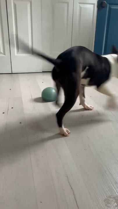 Enlarge Christmas, a Adoptable mixed breed in Richmond, VA video 5/6