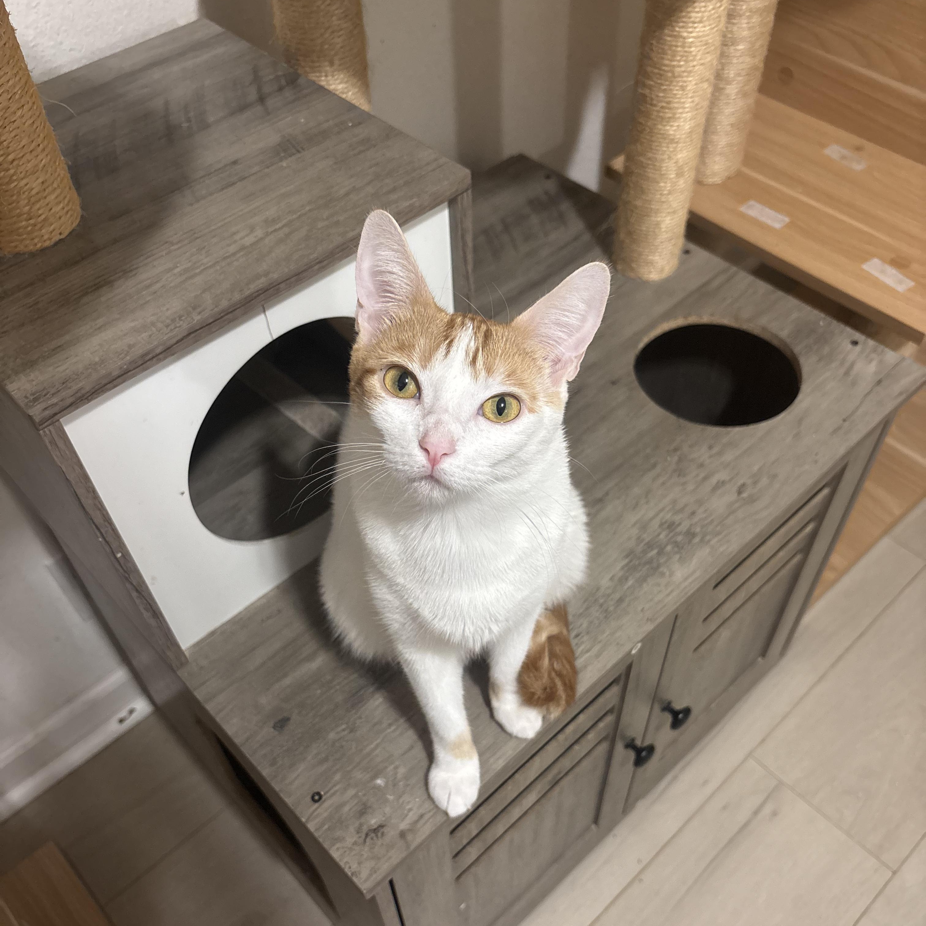 Clover, a Adoptable Domestic Short Hair in Arlington, VA image 3/6