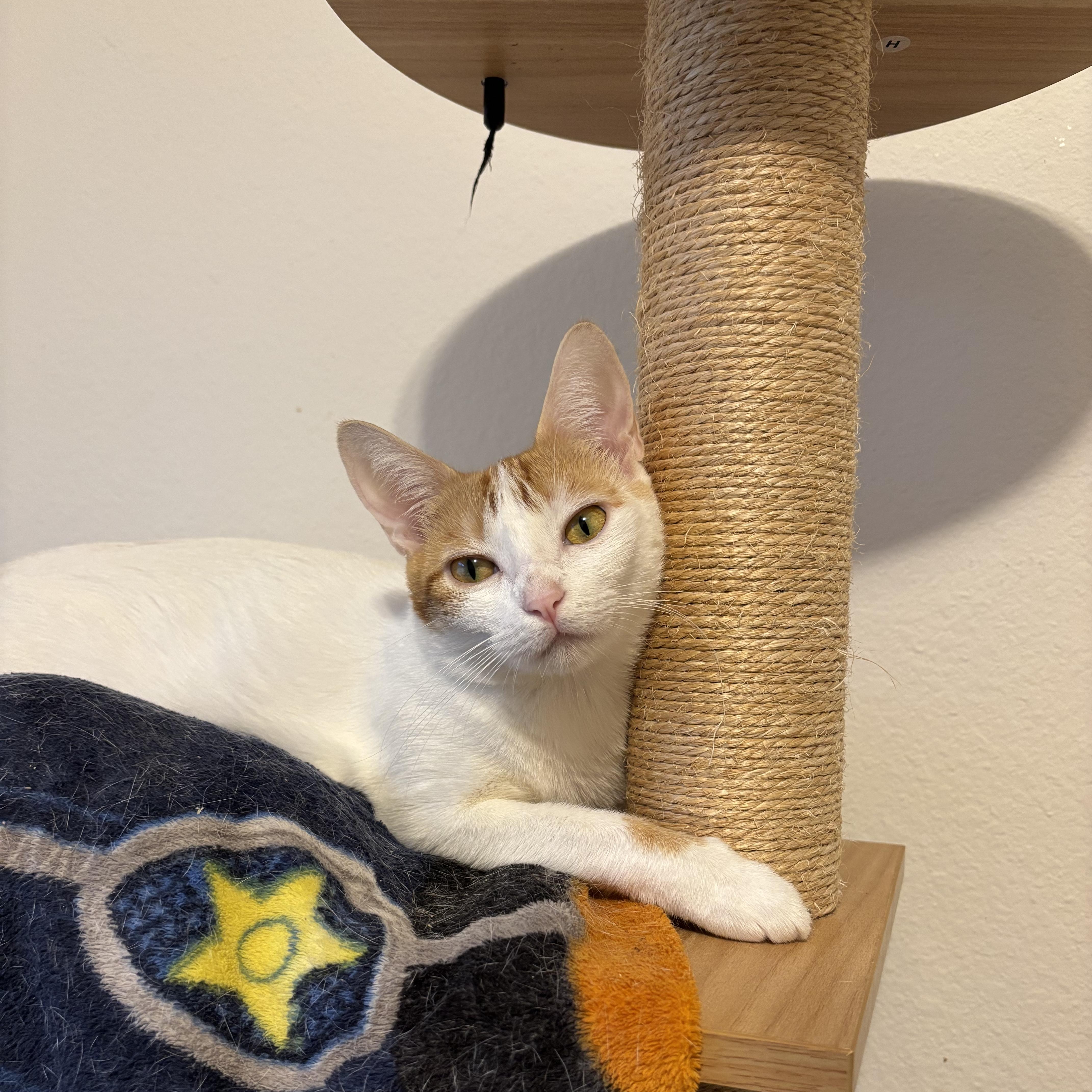 Clover, a Adoptable Domestic Short Hair in Arlington, VA image 5/6