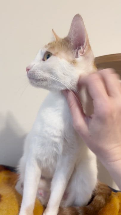 Enlarge Clover, a Adoptable Domestic Short Hair in Arlington, VA video 6/6