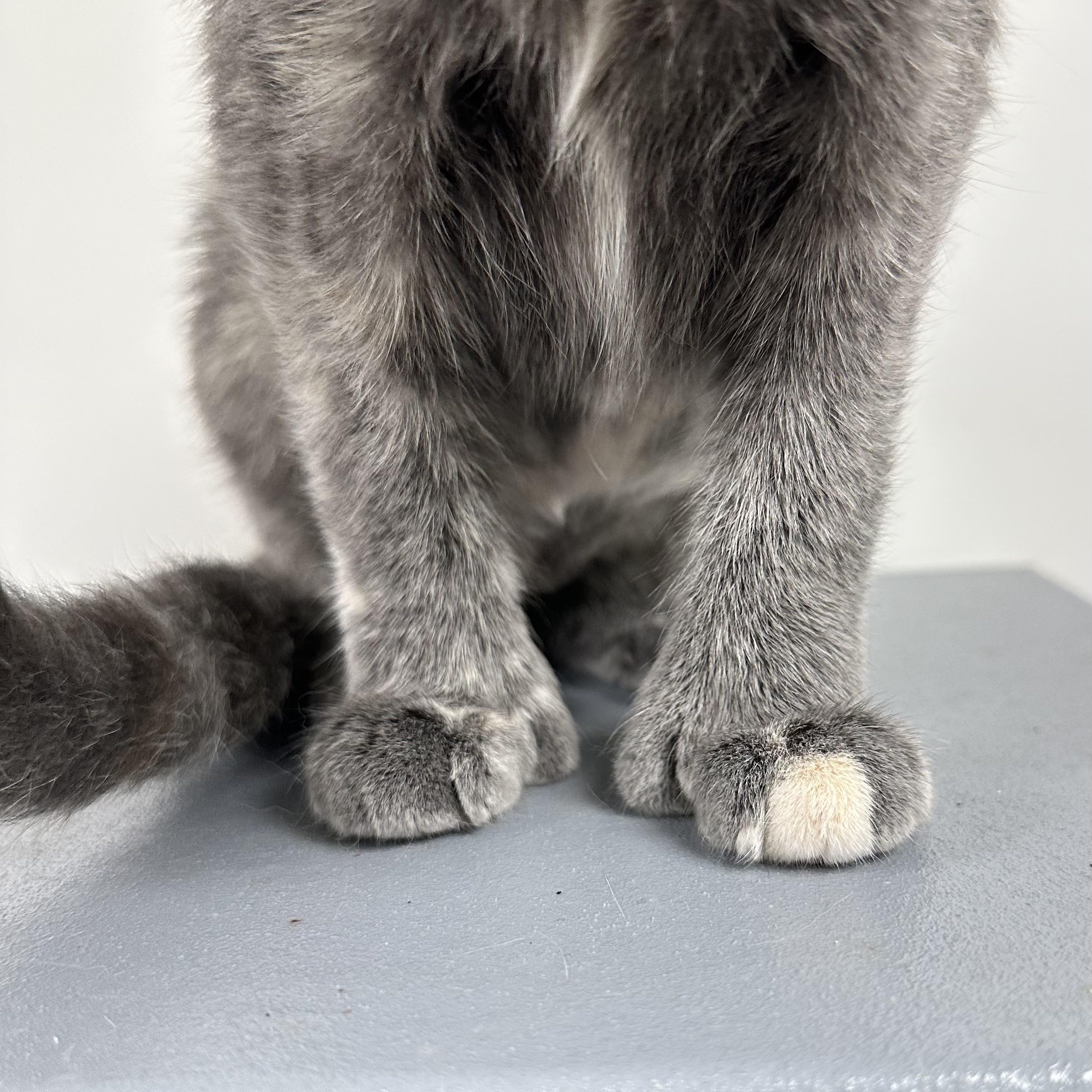 Enlarge Mittens, a Adopted Dilute Calico in Dalton, GA image 2/2