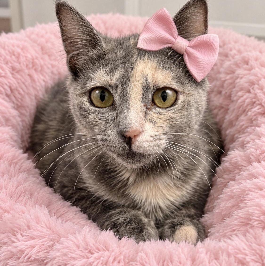 Mittens, Adopted, Young Female Dilute Calico.
