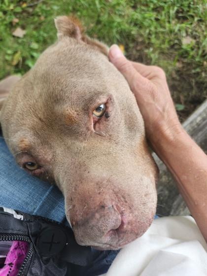Moto, Adoptable, Adult Male Pit Bull Terrier & Mixed Breed.