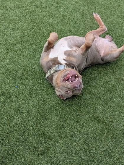 Enlarge Moto, a Adoptable mixed breed in Independence, MO image 2/3