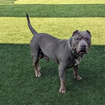 Enlarge Moto, a Adoptable mixed breed in Independence, MO image 3/3
