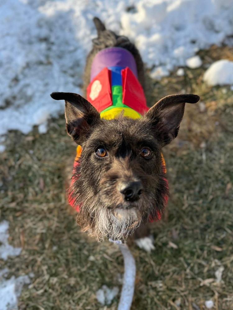 Enlarge Smoochie, a Adoptable mixed breed in Wayne, NJ image 2/4