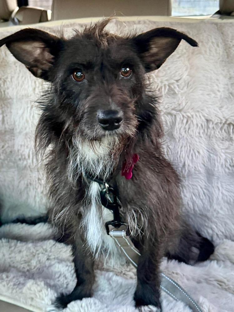 Enlarge Smoochie, a Adoptable mixed breed in Wayne, NJ image 3/4