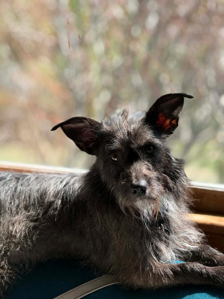 Enlarge Smoochie, a Adoptable mixed breed in Wayne, NJ image 4/4