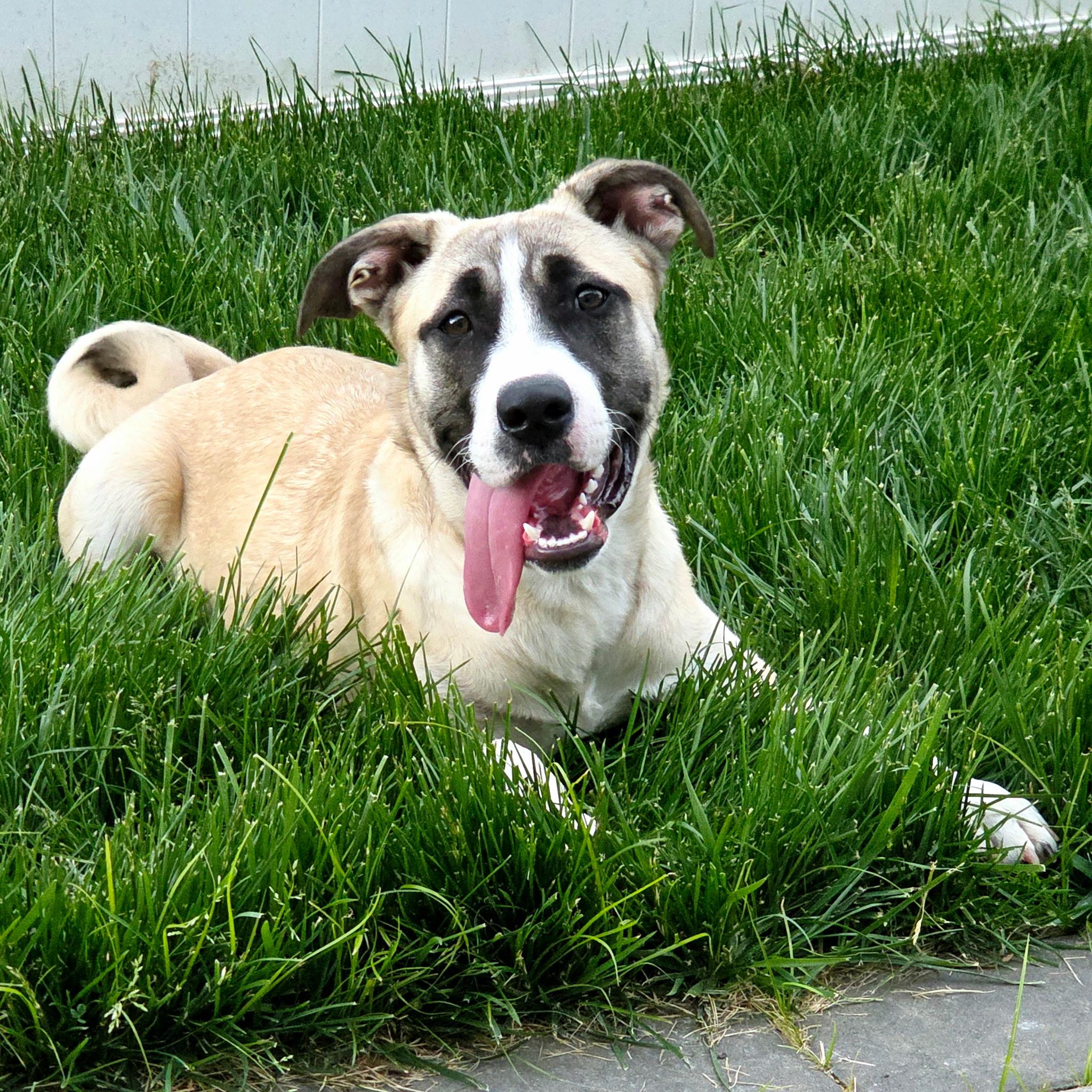 Mari, a ADOPTABLE mixed breed in Columbia, MD image 2/6