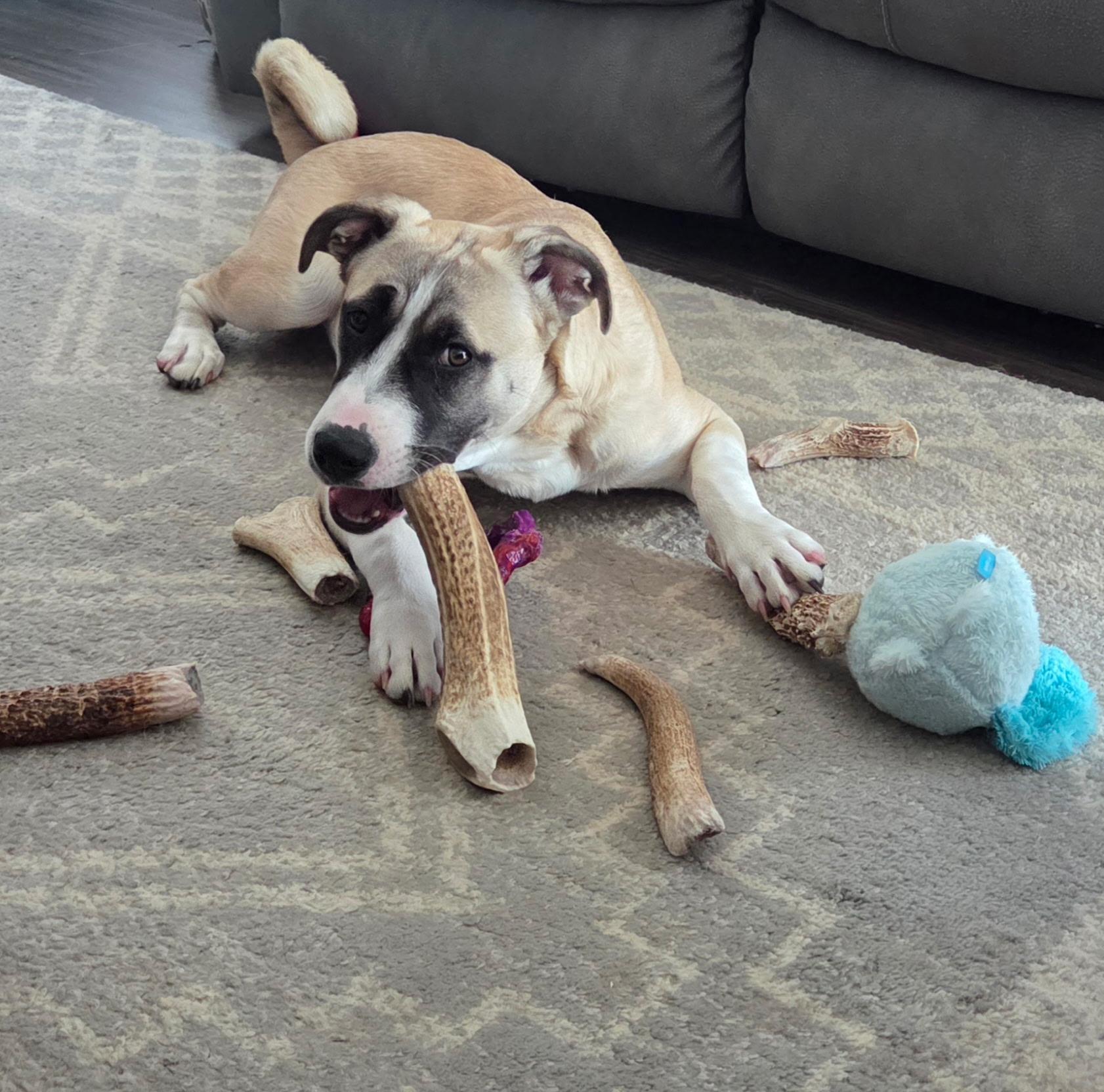 Mari, a ADOPTABLE mixed breed in Columbia, MD image 4/6