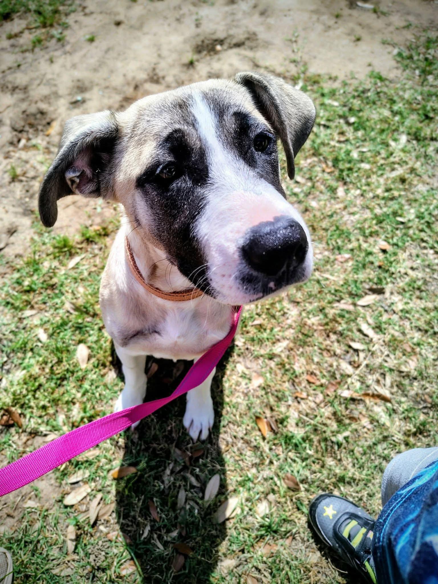 Mari - CS, ADOPTABLE, Young Female Hound.