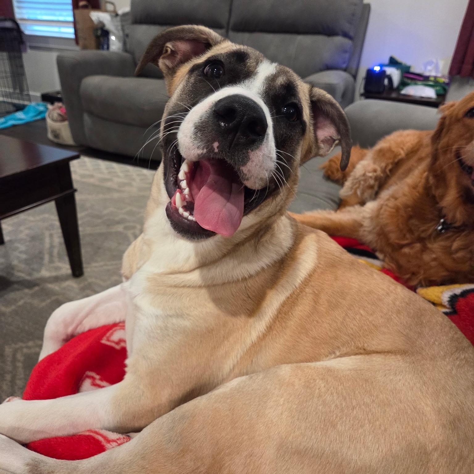 Mari, ADOPTABLE, Puppy Female Mixed Breed.
