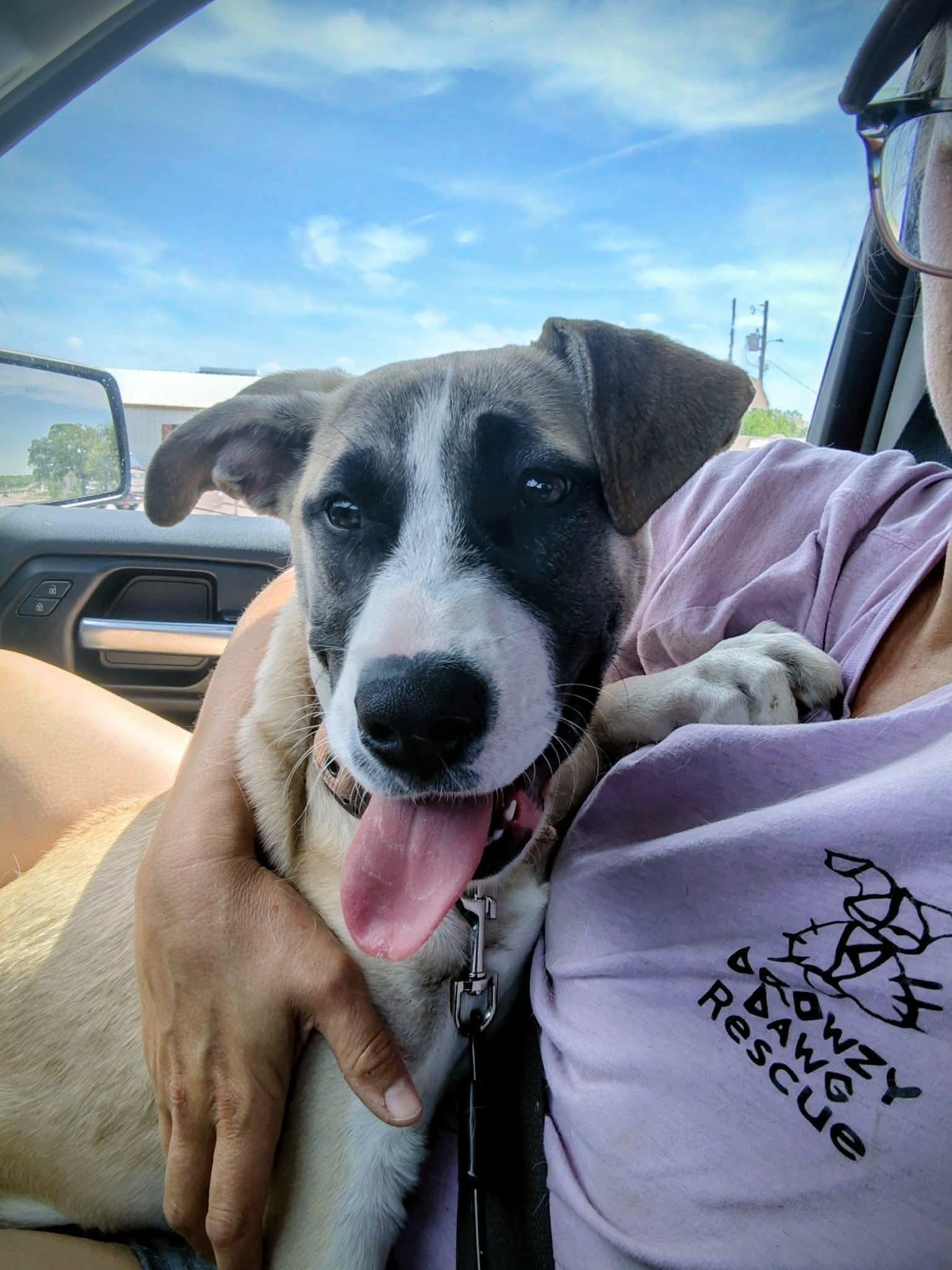 Enlarge Mari - CS, a ADOPTABLE Mixed Breed in Columbia, MD image 3/5