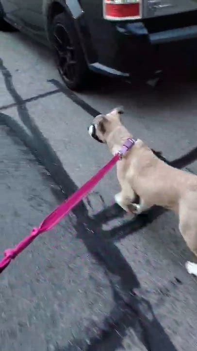 Enlarge Mari - CS, a ADOPTABLE Mixed Breed in Columbia, MD video 5/5