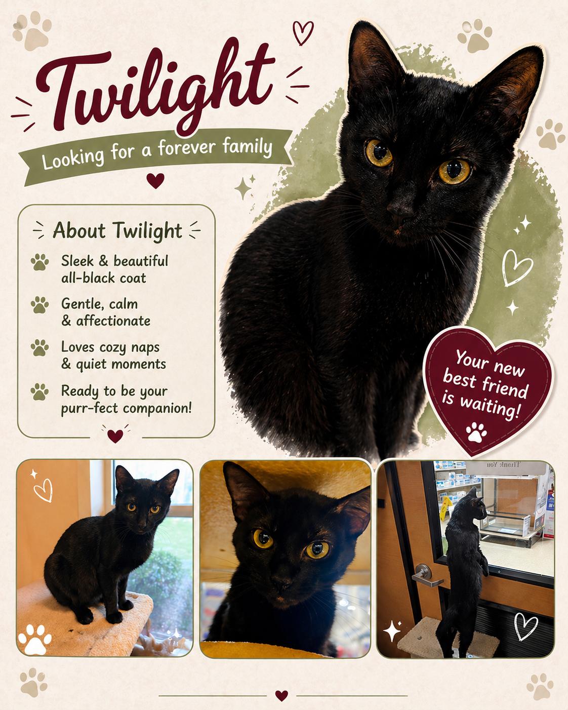 Enlarge Twilight, a ADOPTABLE mixed breed in Fort Worth, TX image 1/1