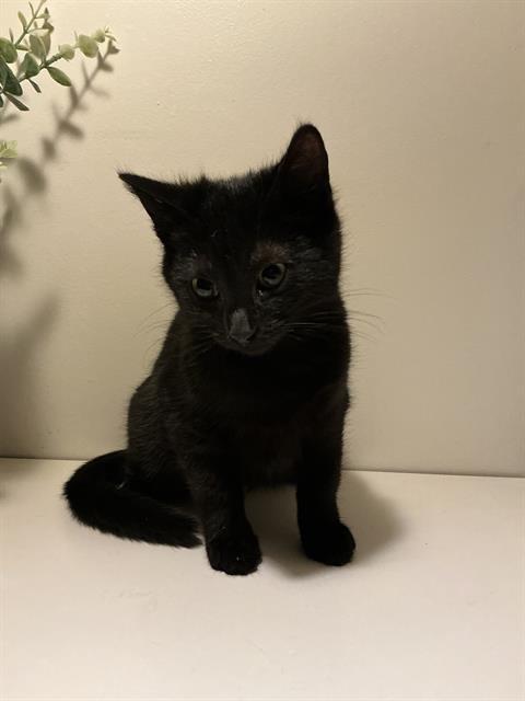 URSULA, Adoptable, Kitten Female Domestic Short Hair.