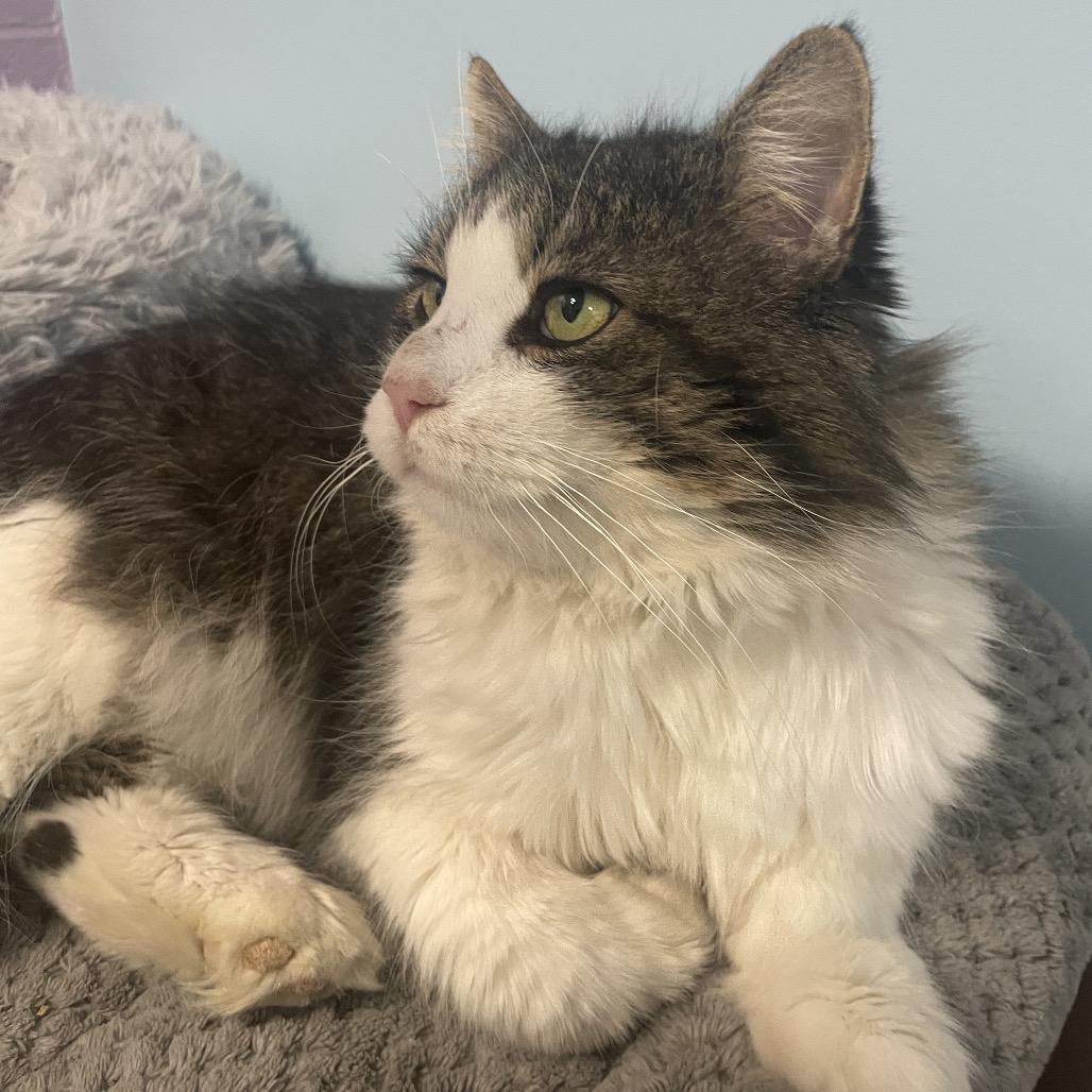 Catpone, Adoptable, Adult Male Domestic Long Hair.