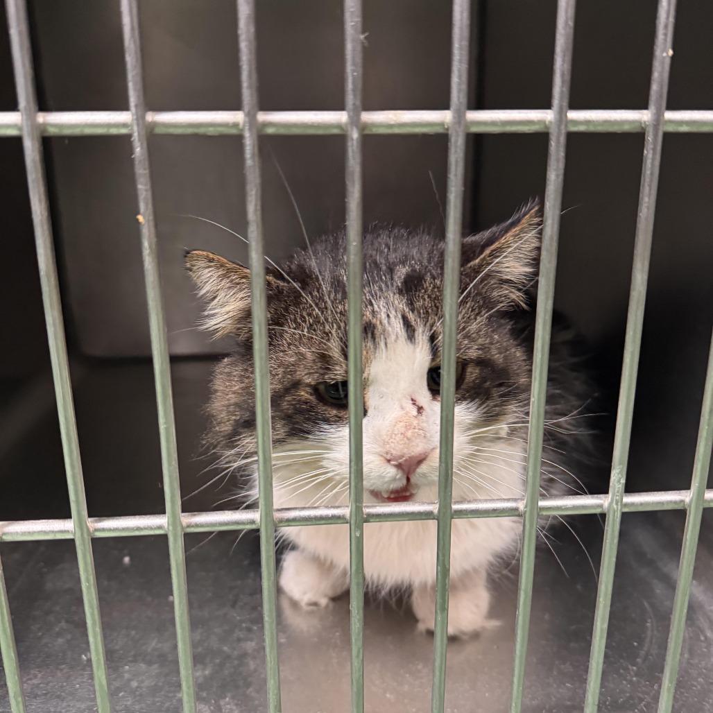 Enlarge Catpone, a Adoptable Domestic Long Hair in South Haven, MI image 2/6