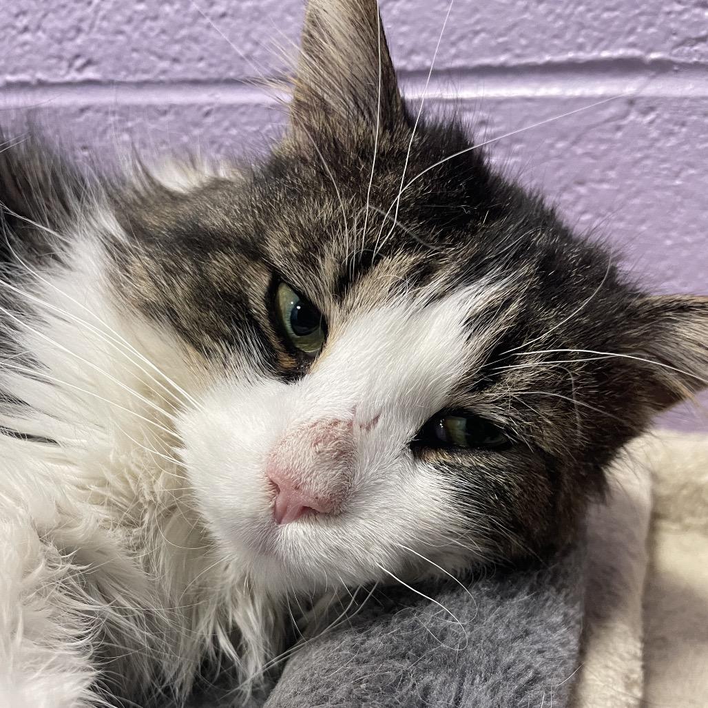 Enlarge Catpone, a Adoptable Domestic Long Hair in South Haven, MI image 5/6