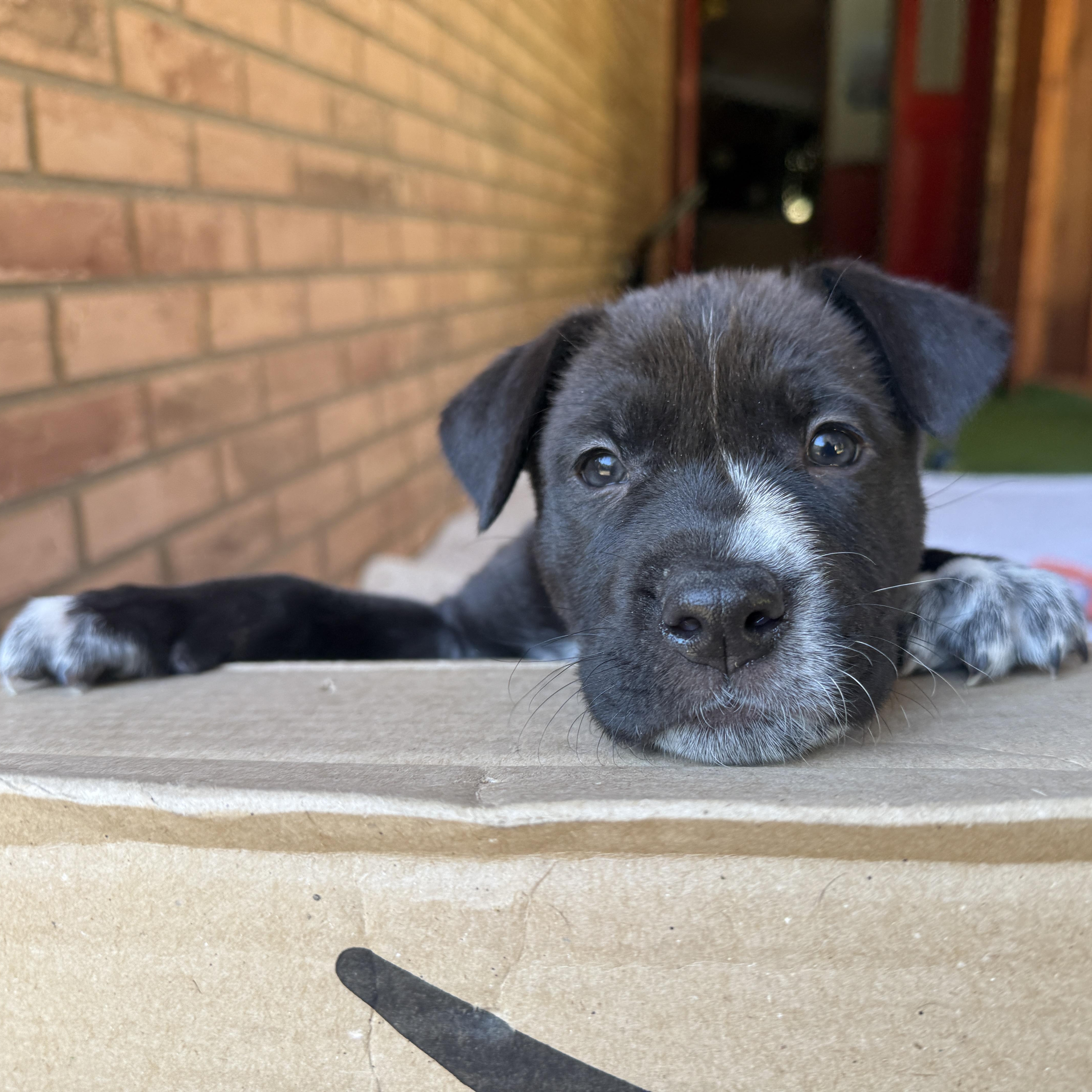 Enlarge Blitzen, a Adoptable mixed breed in Deltona, FL image 3/5