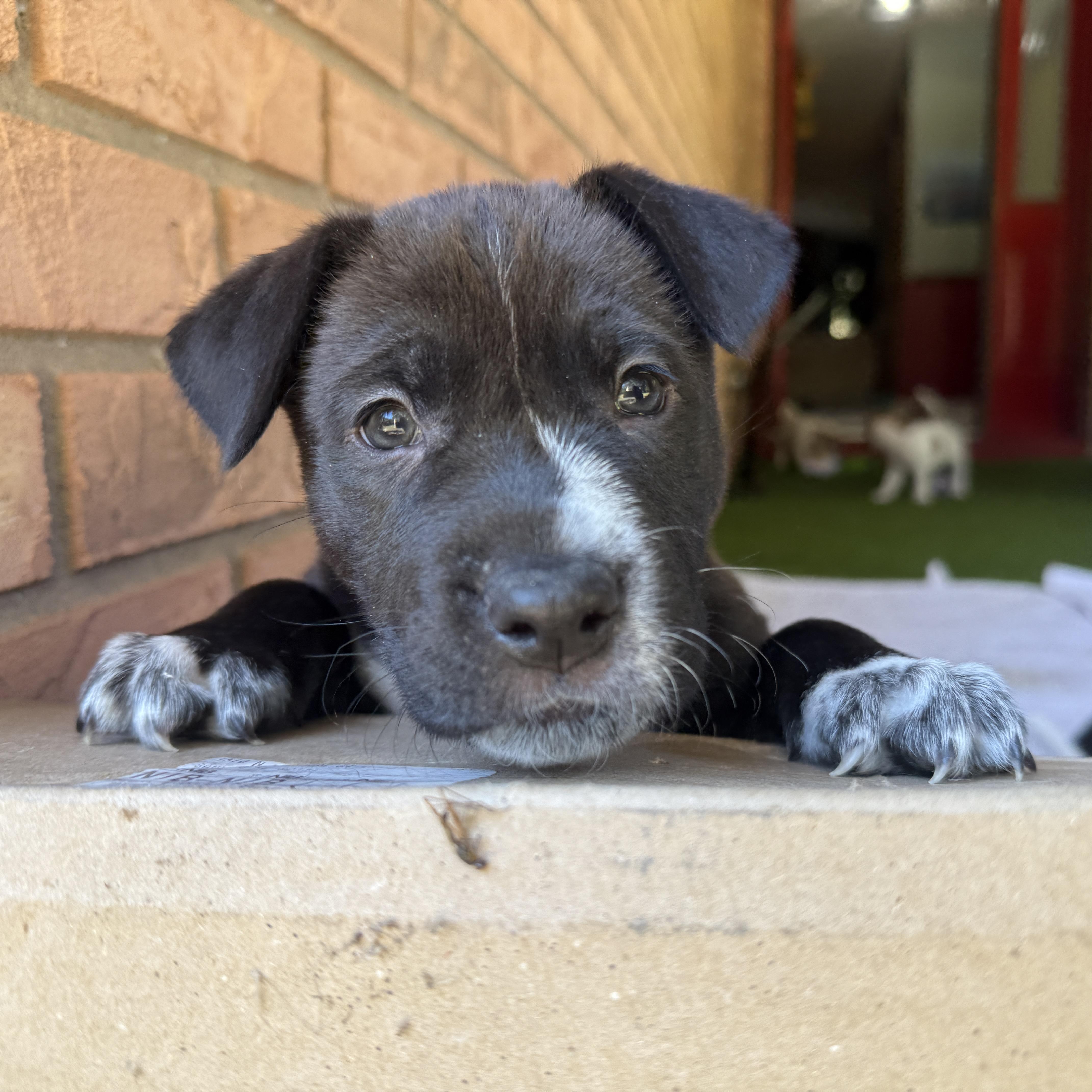 Enlarge Blitzen, a Adoptable mixed breed in Deltona, FL image 2/5