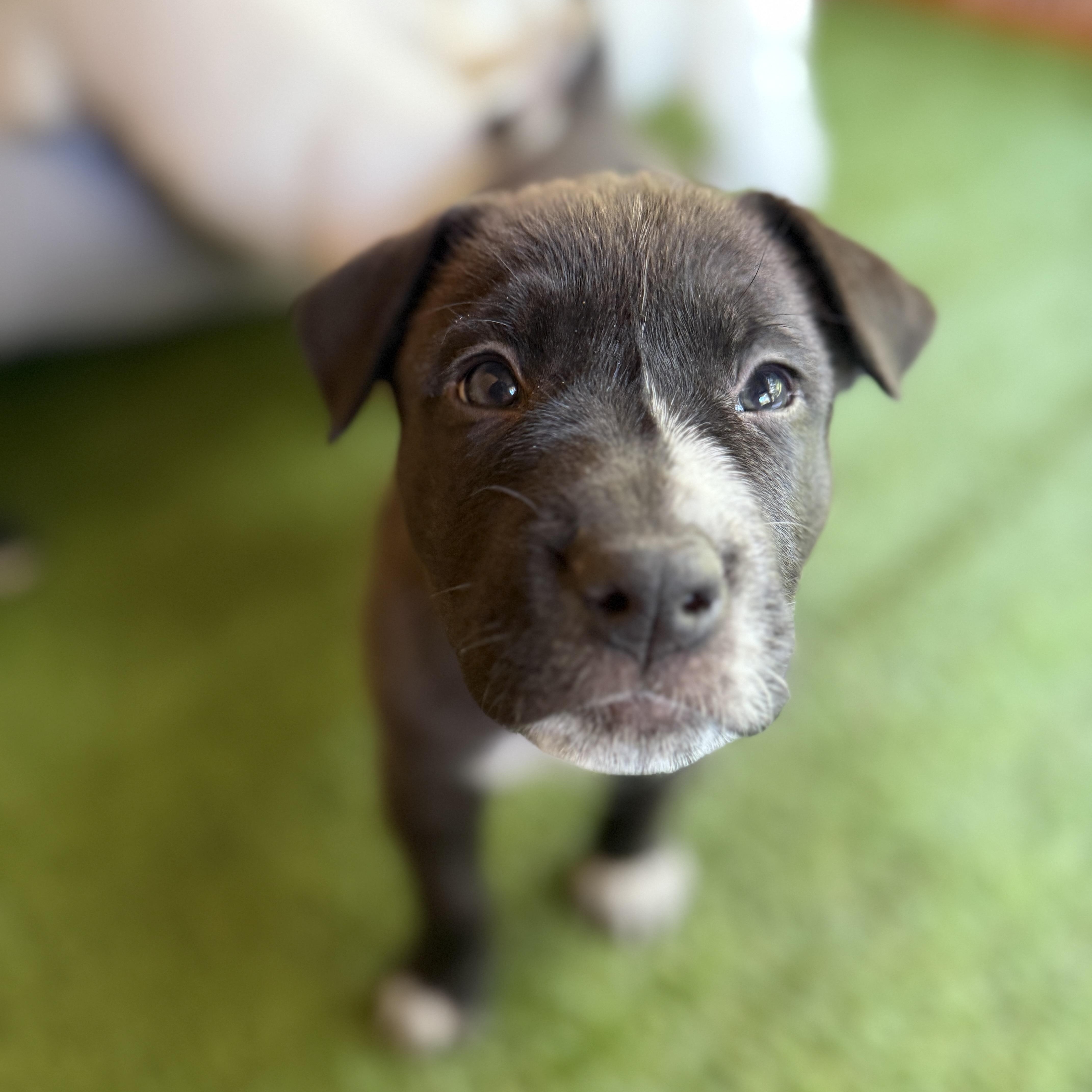 Enlarge Blitzen, a Adoptable mixed breed in Deltona, FL image 4/5