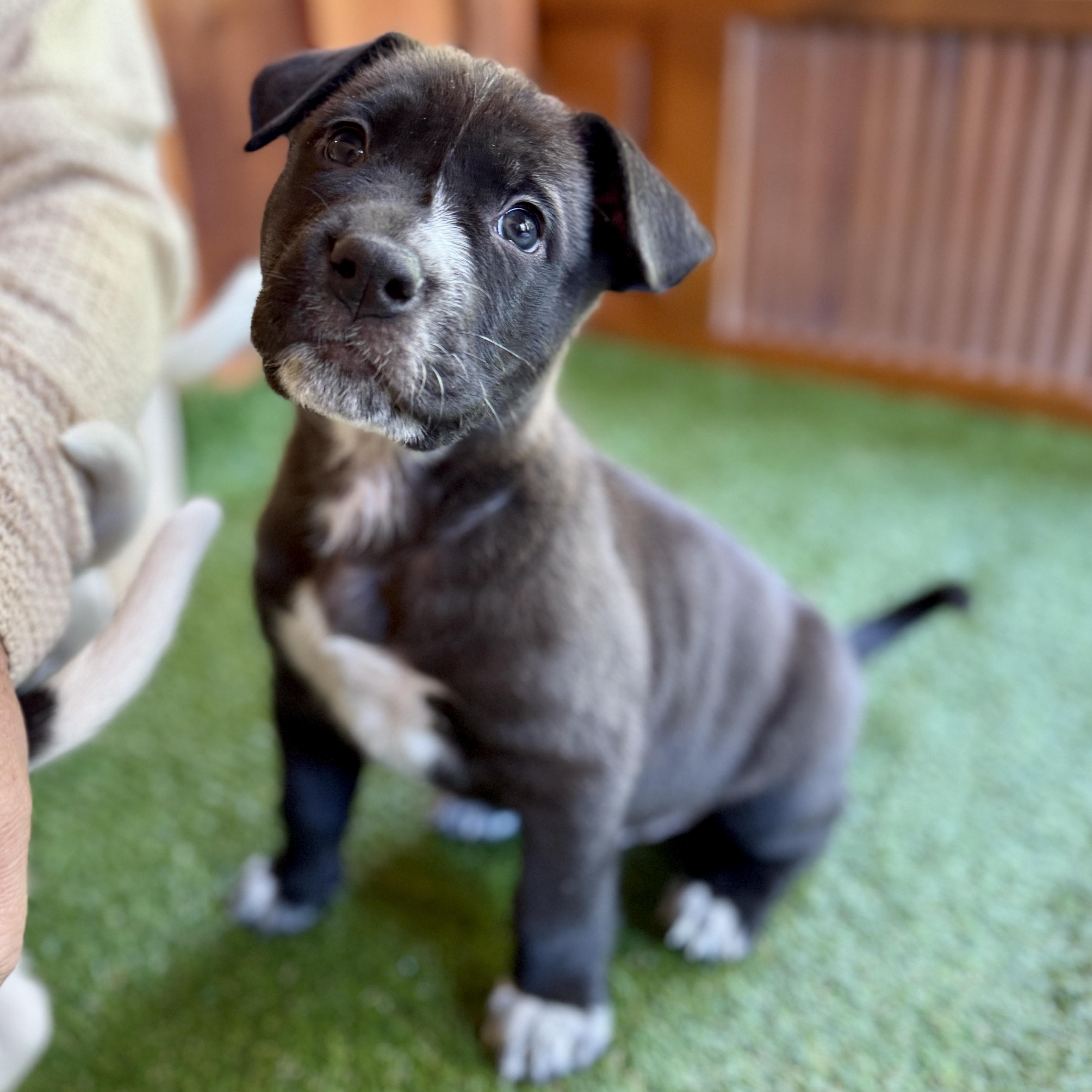 Enlarge Blitzen, a Adoptable mixed breed in Deltona, FL image 1/5