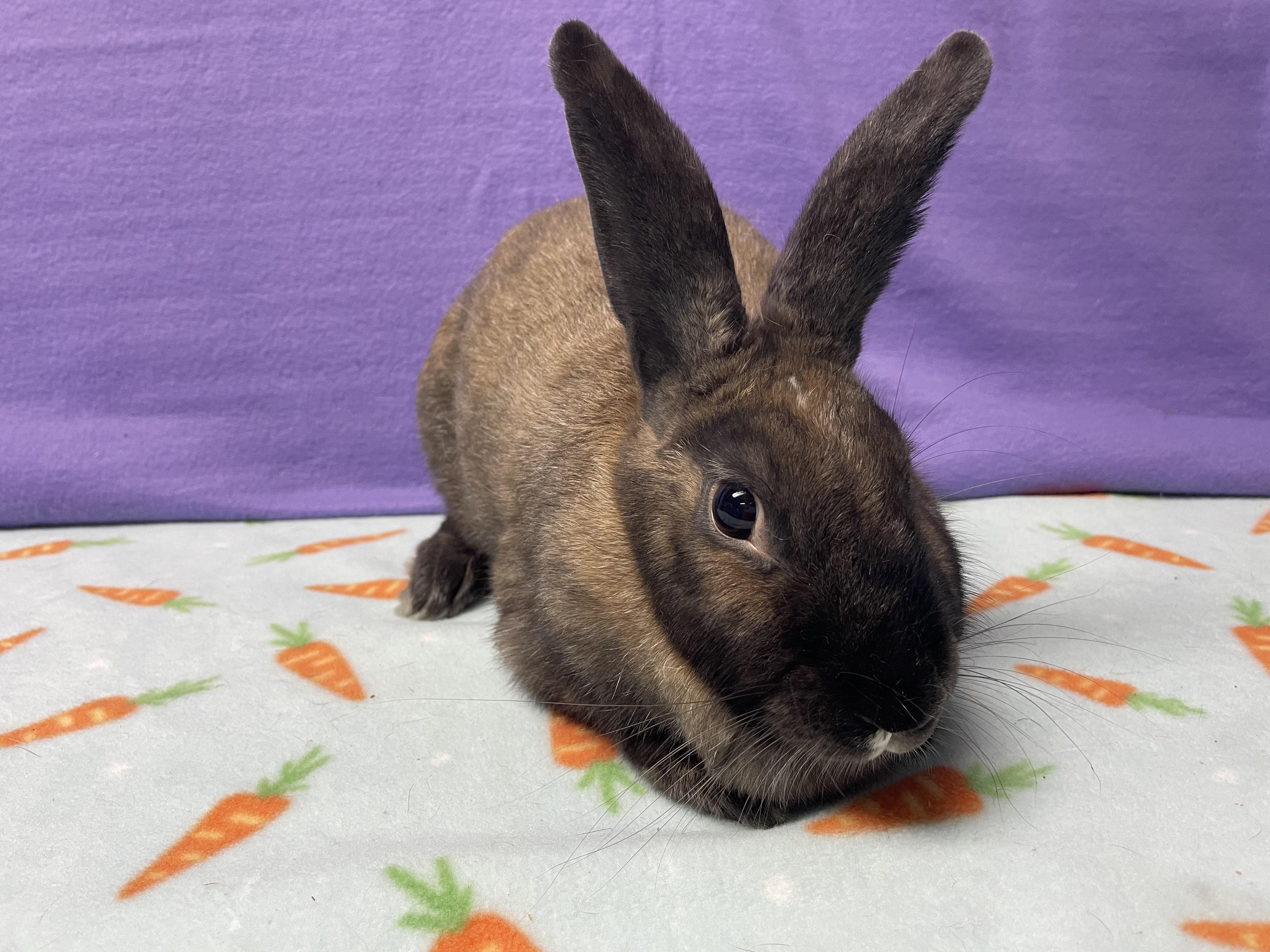 Odette, adoptable, Adult Female Bunny Rabbit.