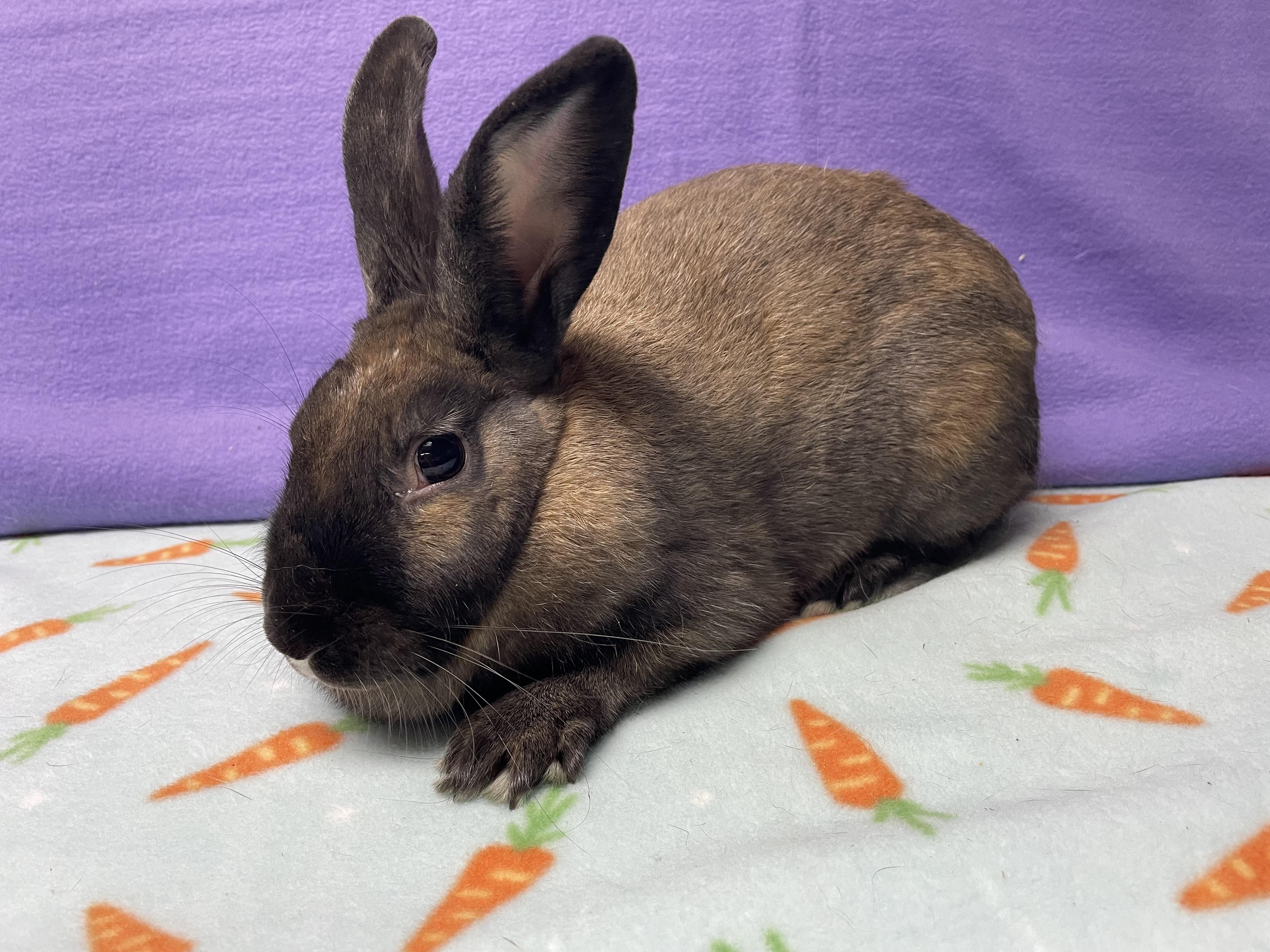 Enlarge Odette, an adoptable Bunny Rabbit in Harrisburg, PA image 2/4