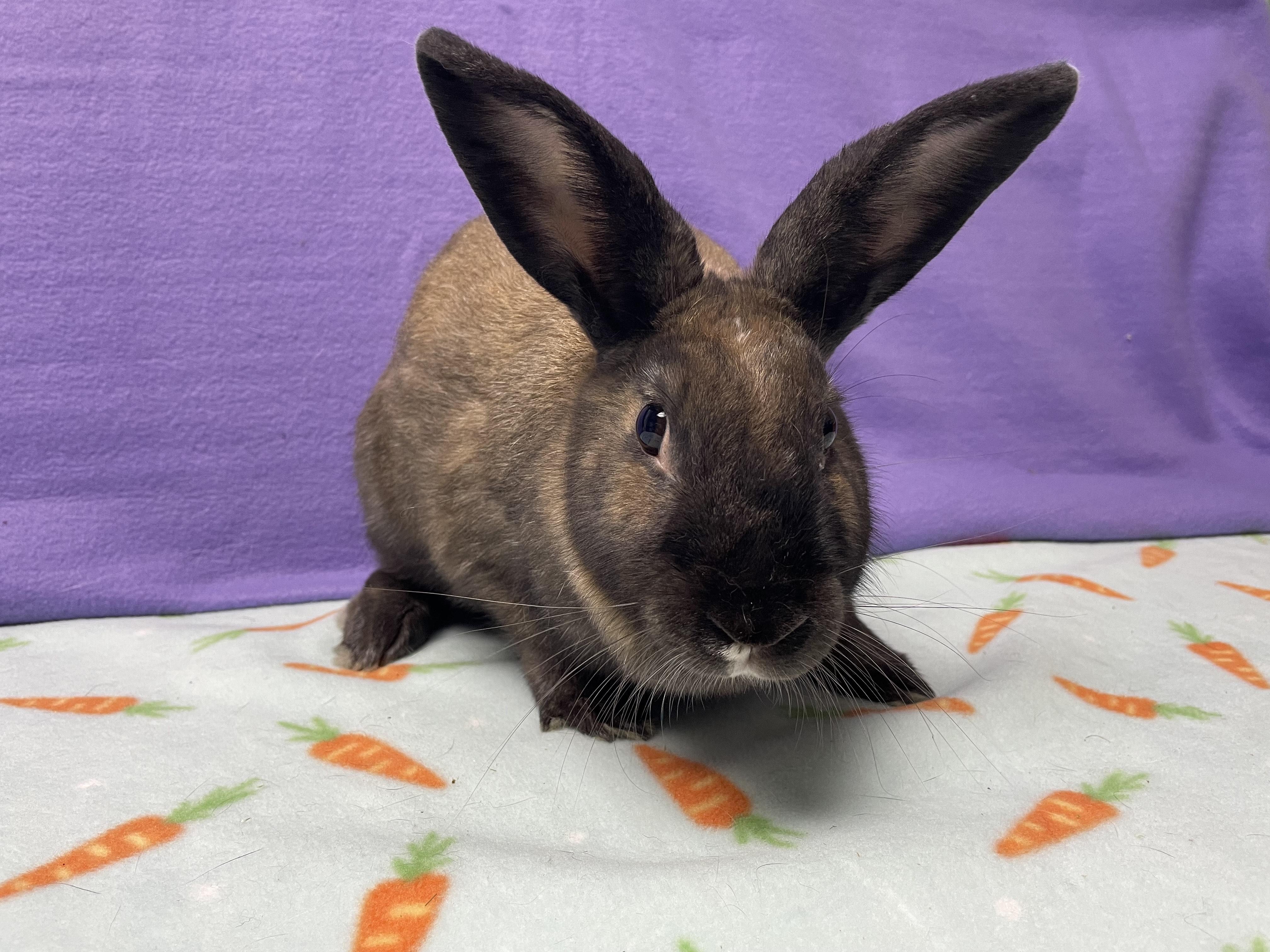 Enlarge Odette, an adoptable Bunny Rabbit in Harrisburg, PA image 4/4