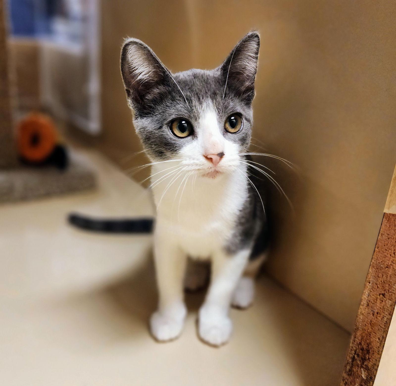 Enlarge Lily, a Adoptable mixed breed in Garland, TX image 1/3