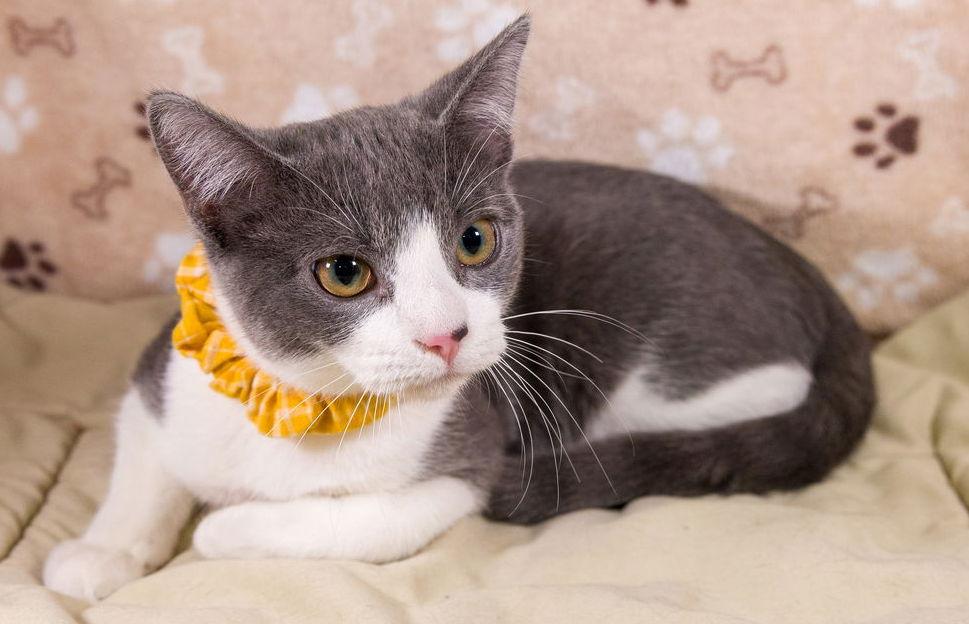 Enlarge Lily, a Adoptable mixed breed in Garland, TX image 2/3