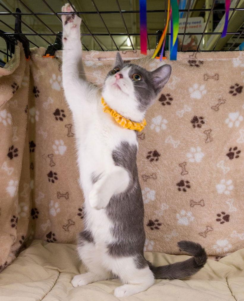 Enlarge Lily, a Adoptable mixed breed in Garland, TX image 3/3