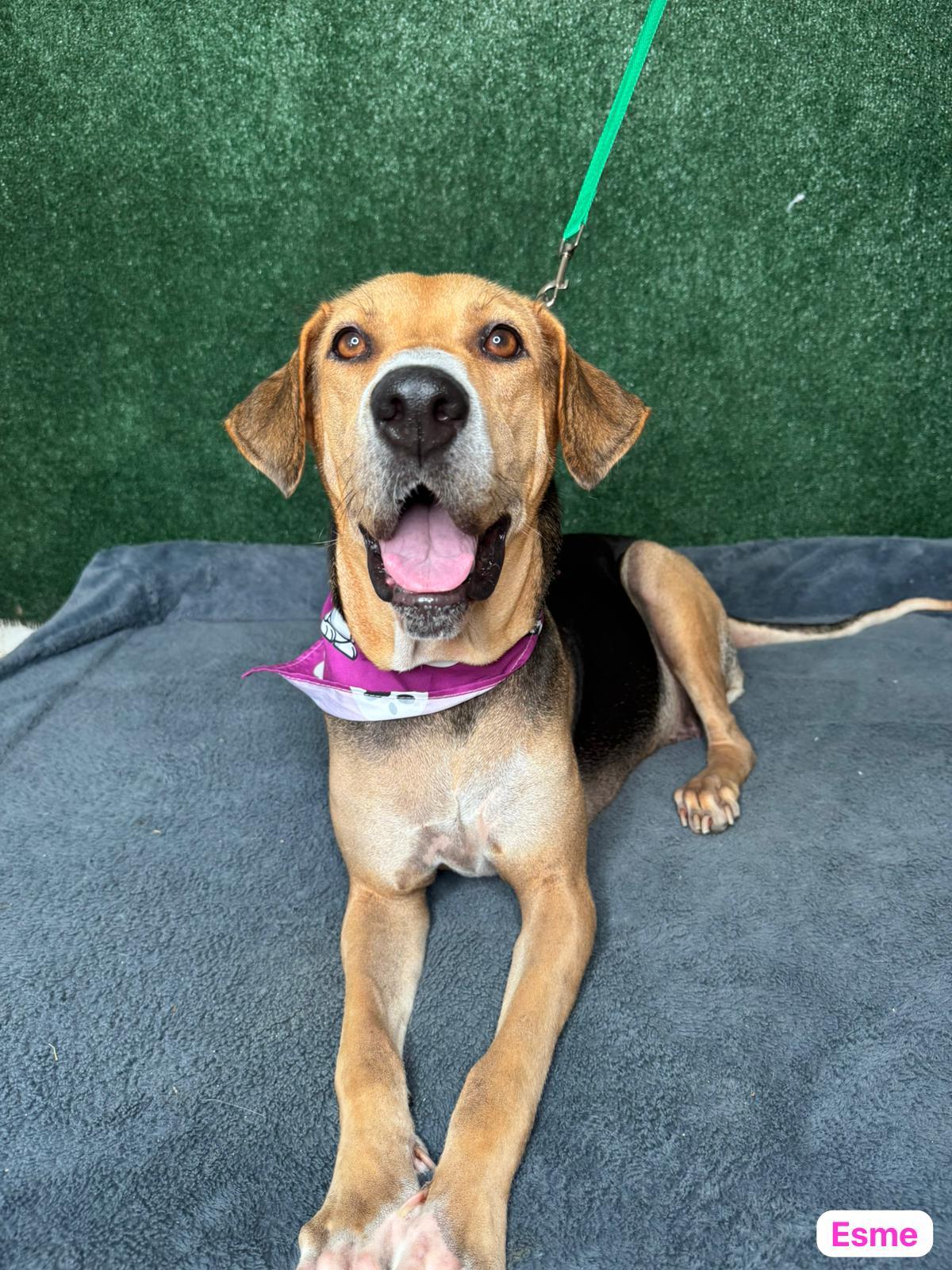 Enlarge Esme, a Adoptable mixed breed in Hellertown, PA image 3/5