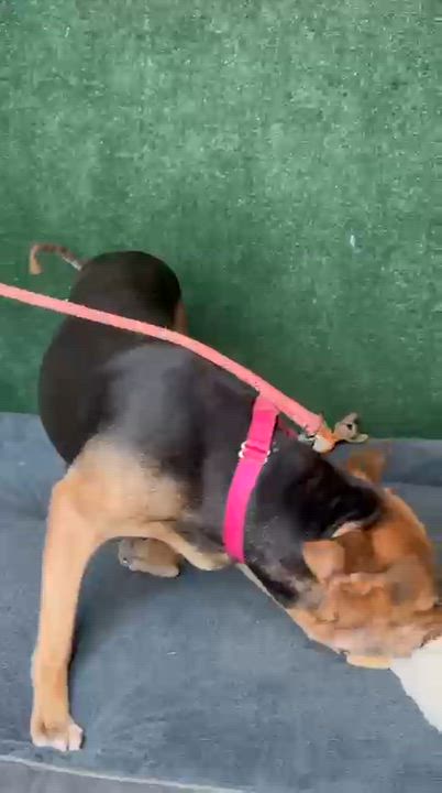 Enlarge Esme, a Adoptable mixed breed in Hellertown, PA video 5/5