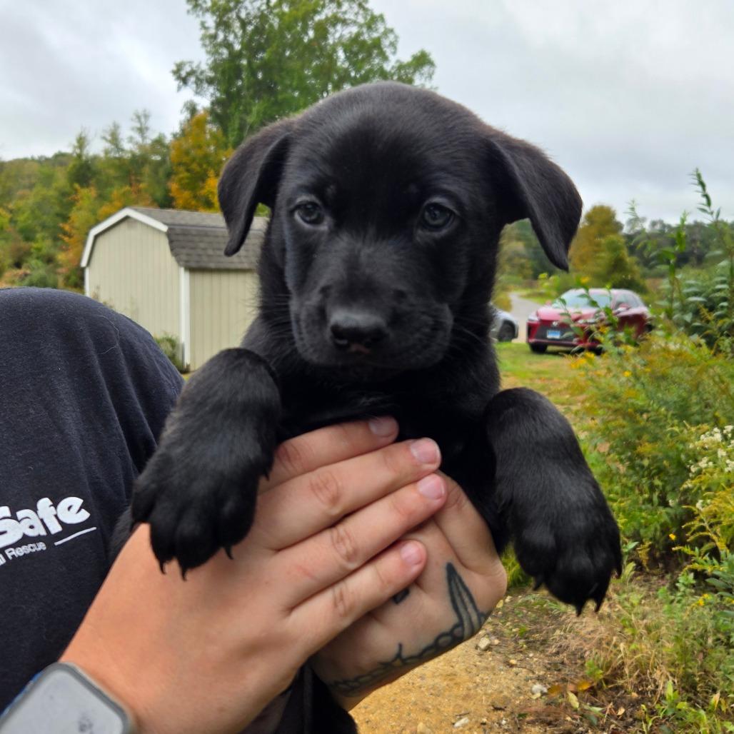 Enlarge CT Blaze avail Oct 24 (Scarecrow Festival- Somers, CT), a Adoptable mixed breed in Eastford, CT image 1/4