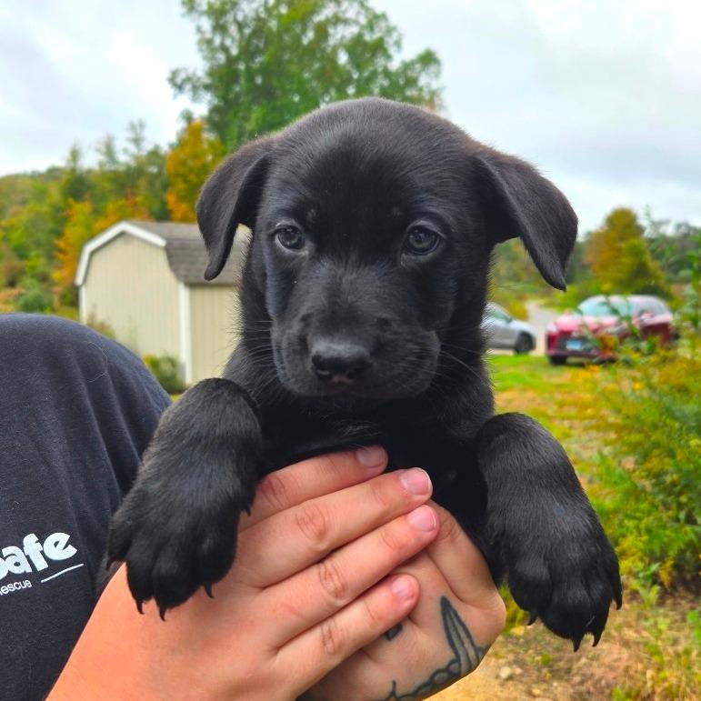Enlarge CT Blaze avail Oct 24 (Scarecrow Festival- Somers, CT), a Adoptable mixed breed in Eastford, CT image 2/4