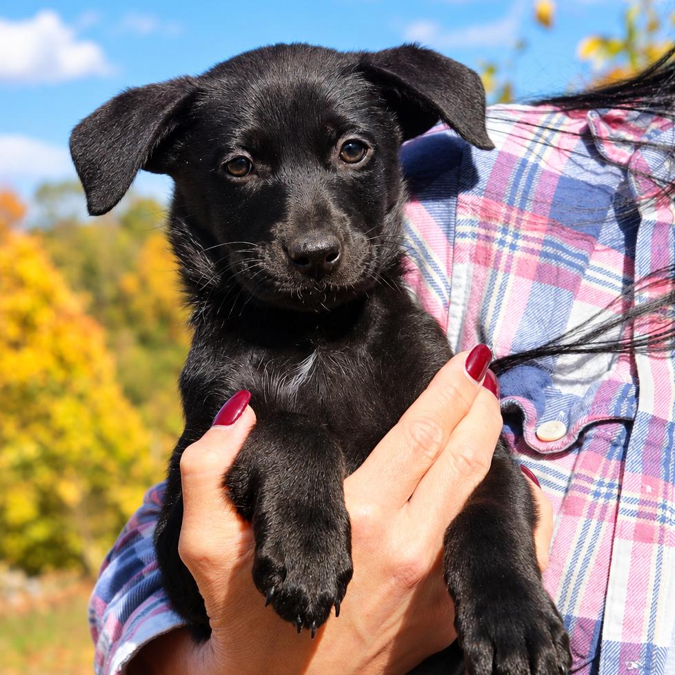 Enlarge CT Blaze avail Oct 24 (Scarecrow Festival- Somers, CT), a Adoptable mixed breed in Eastford, CT image 3/4
