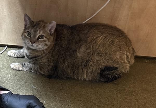 Enlarge Millie, a Adoptable mixed breed in Oceanside, CA image 1/1