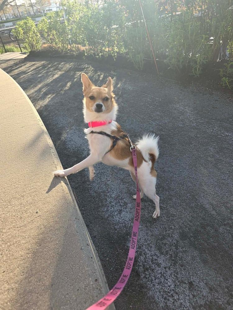 Lizzie Elizabeth, Adoptable, Young Female Fox Terrier & Chihuahua.