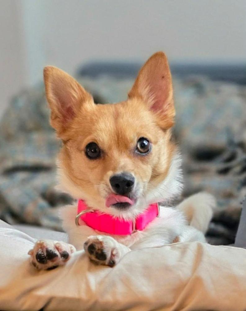 Lizzie Elizabeth, a Adoptable mixed breed in Saugus, MA image 2/6