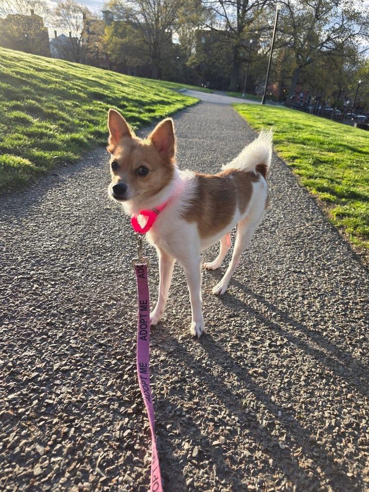 Lizzie Elizabeth, a Adoptable mixed breed in Saugus, MA image 3/6