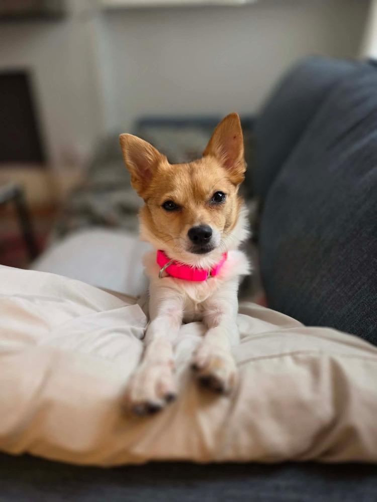 Lizzie Elizabeth, a Adoptable mixed breed in Saugus, MA image 4/6