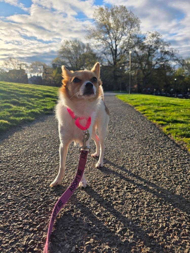 Lizzie Elizabeth, a Adoptable mixed breed in Saugus, MA image 6/6
