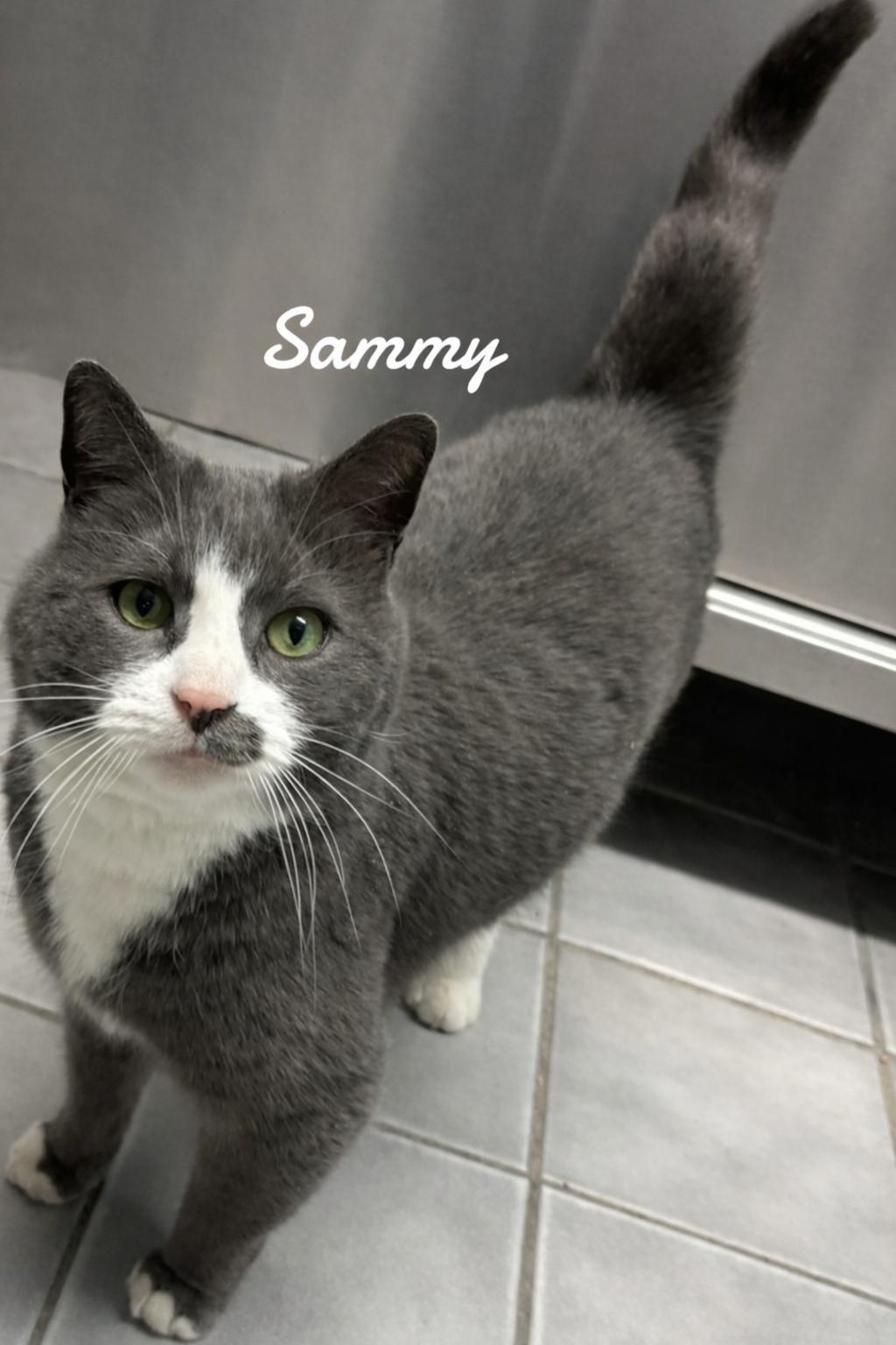 Sammy, Adoptable, Young Male Domestic Short Hair.
