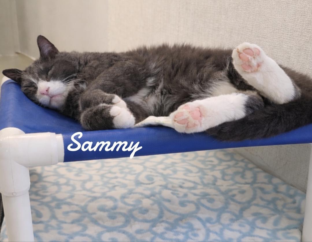 Enlarge Sammy, a Adoptable Domestic Short Hair in Naugatuck, CT image 2/3